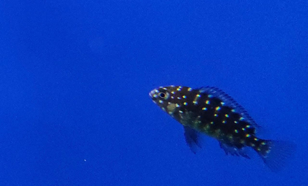 Spotted Duboisi Cichlid