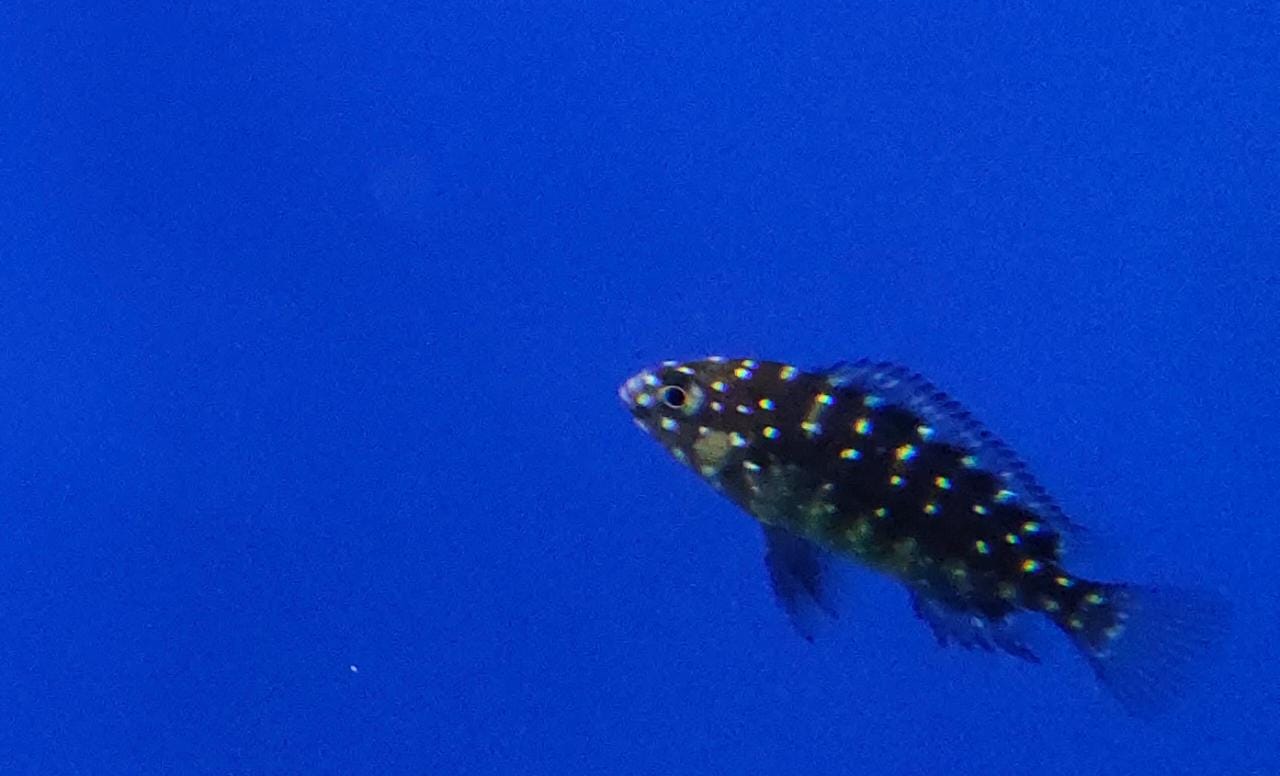 Spotted Duboisi Cichlid