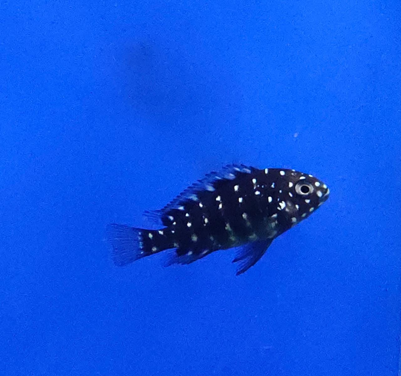 Spotted Duboisi Cichlid