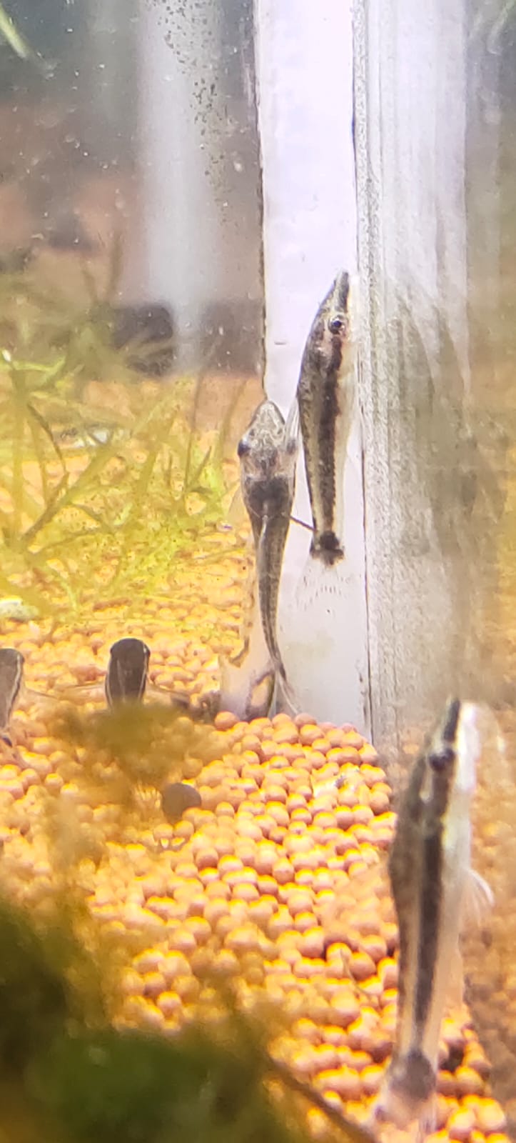 Otocinclus CatFish