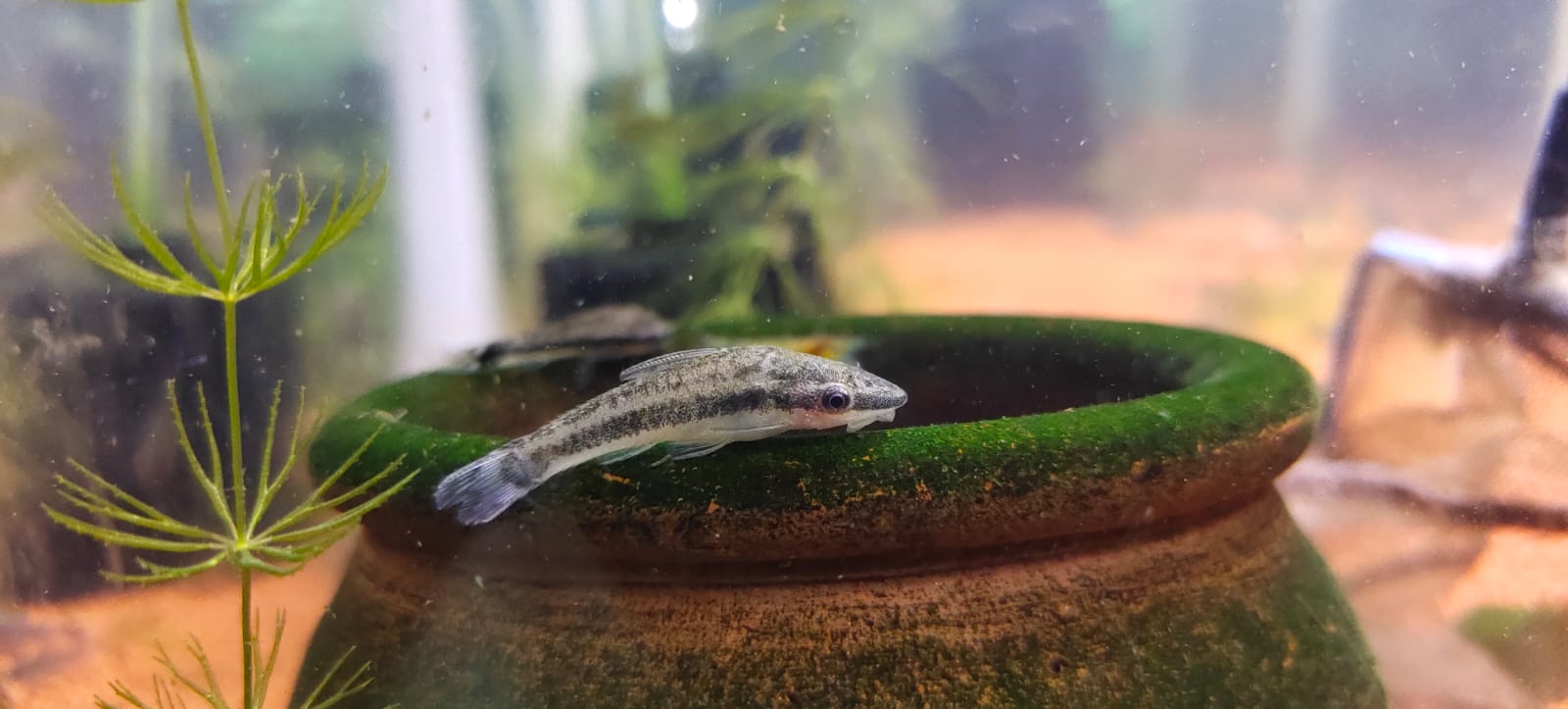 Otocinclus CatFish