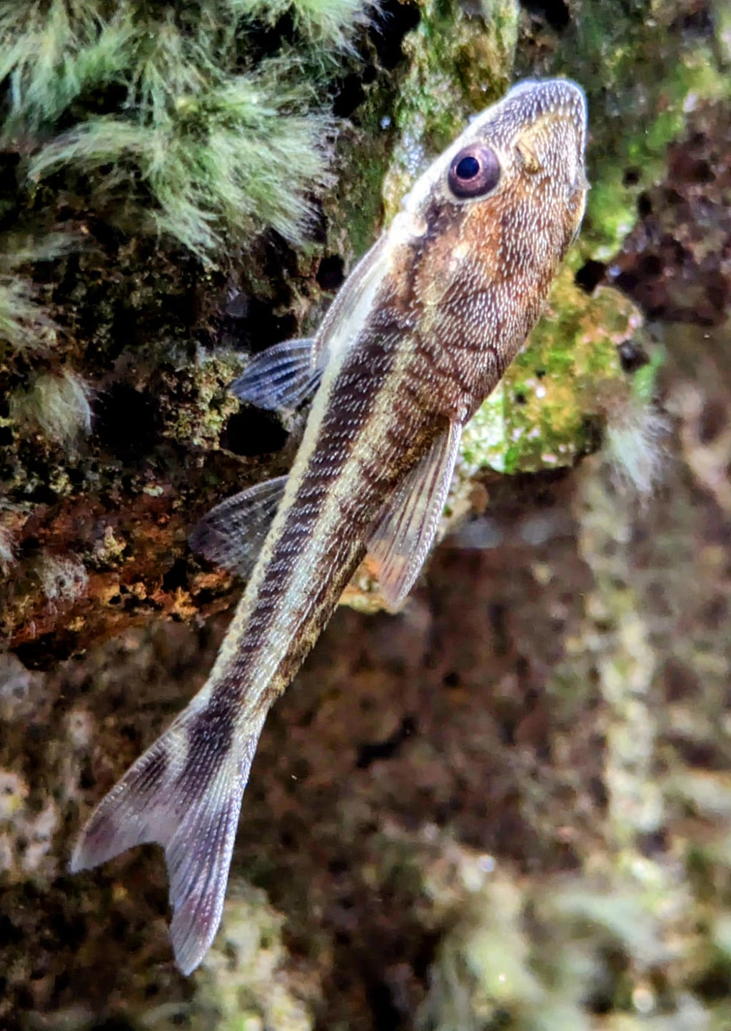 Otocinclus catfish
