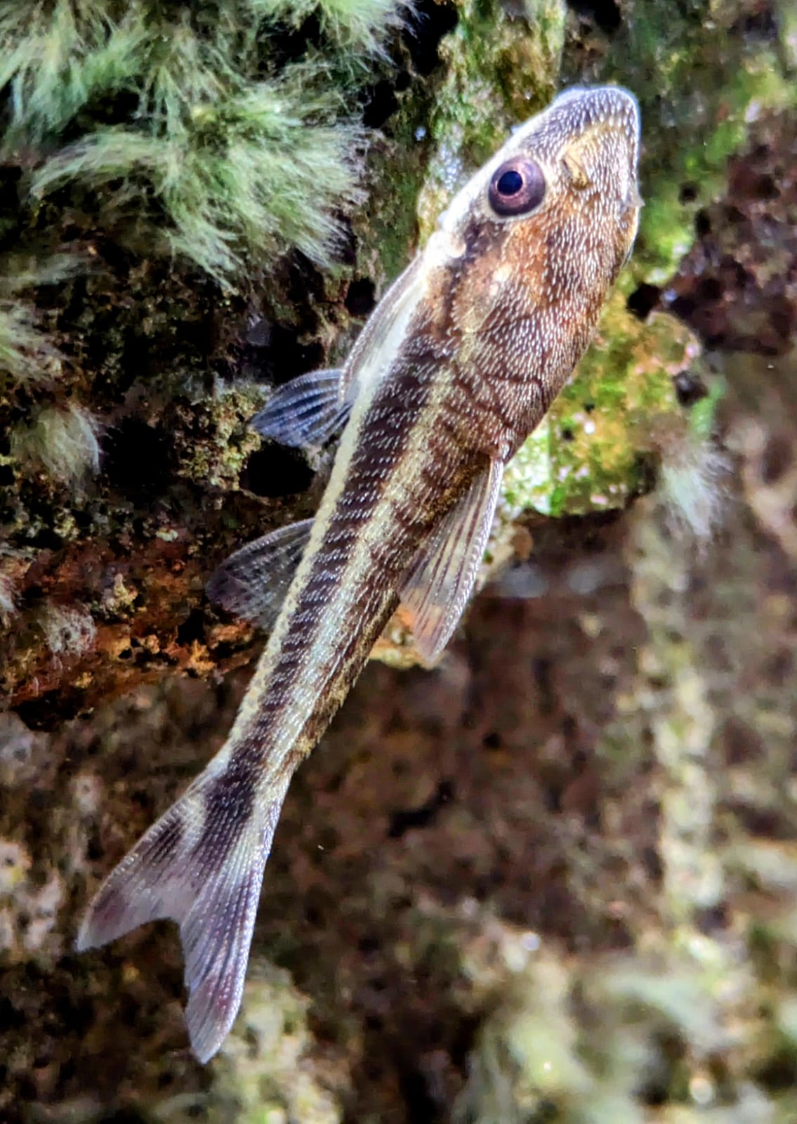 Otocinclus catfish