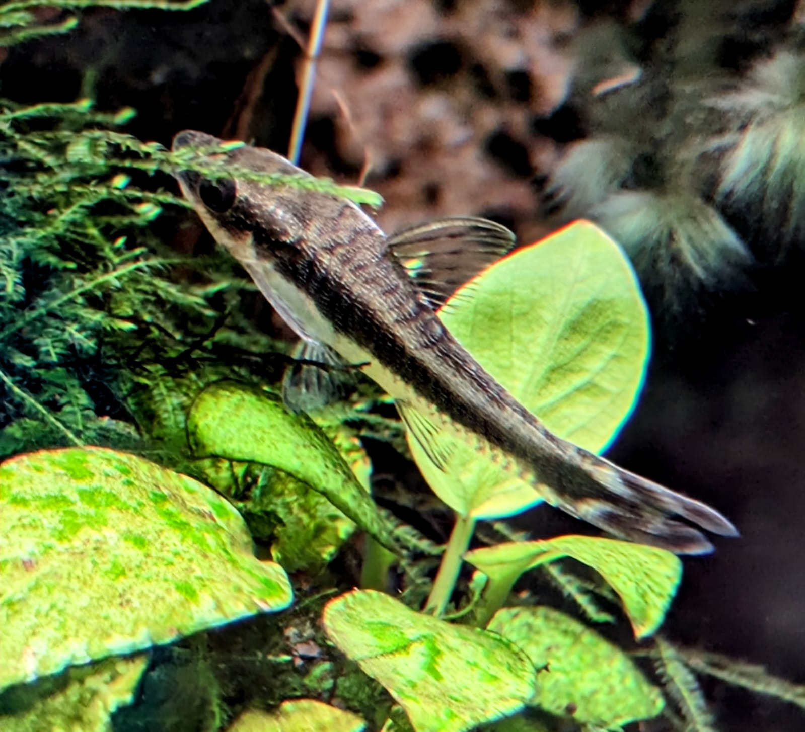 Otto