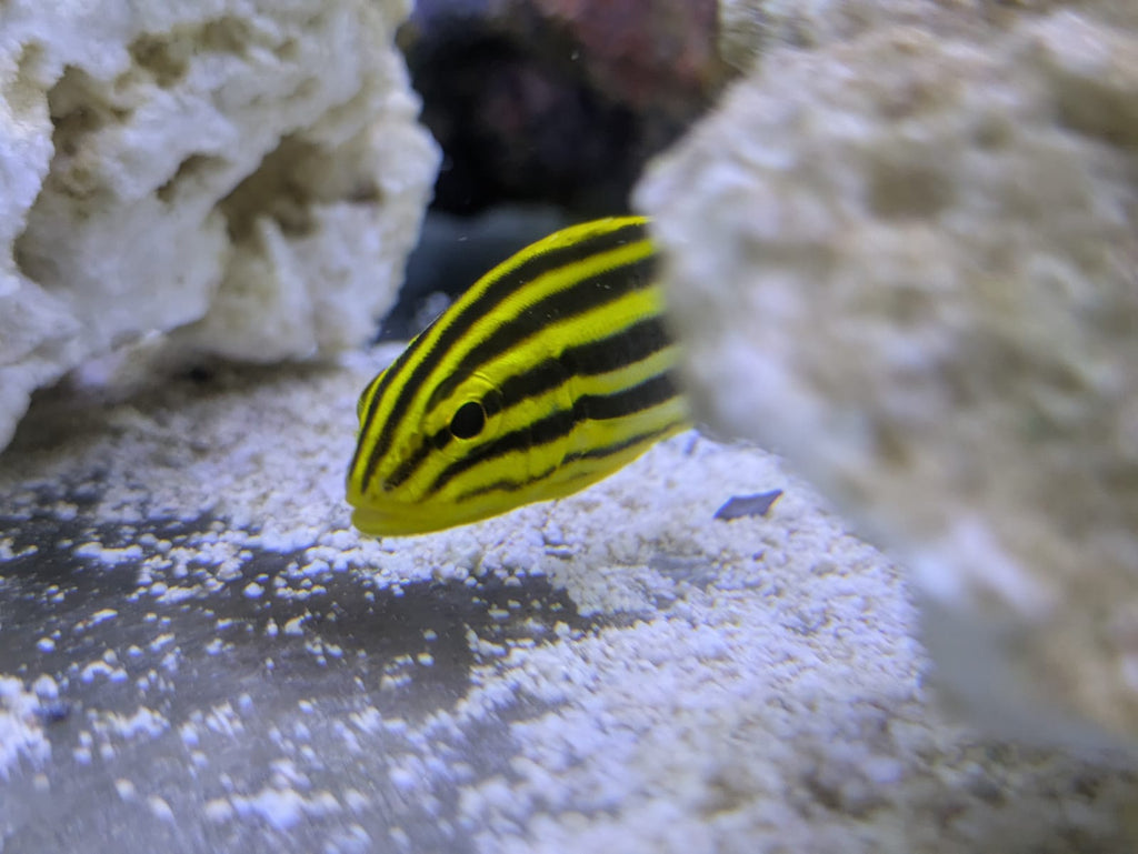 Yellow lined (1)