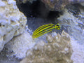 Yellow lined (2)