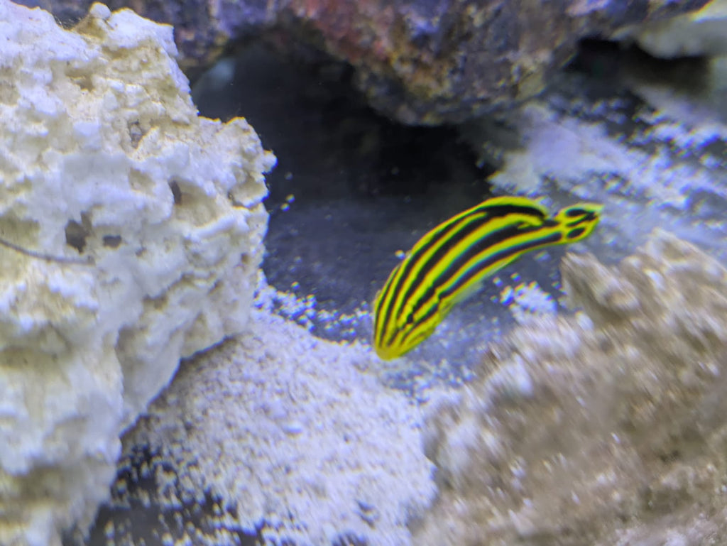 Yellow lined (3)
