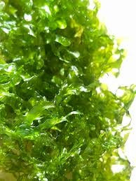 Pelia_moss (2)