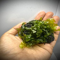 Pelia_moss_mainpic
