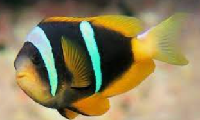 Yellow Bellied Clown Fish