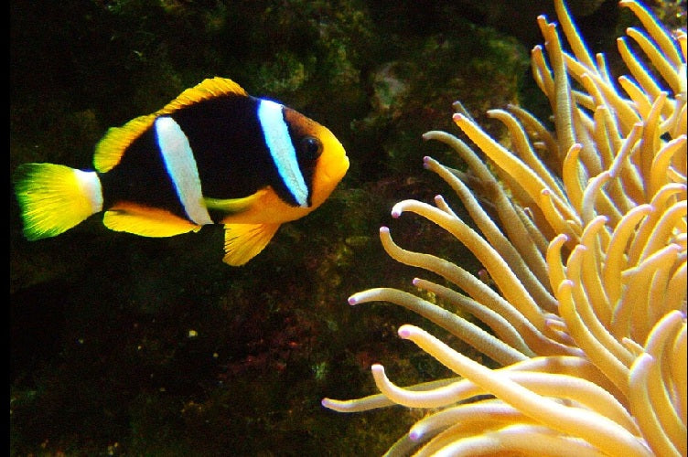 yellowbelli_bg