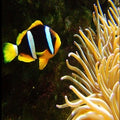 yellowbelli_main