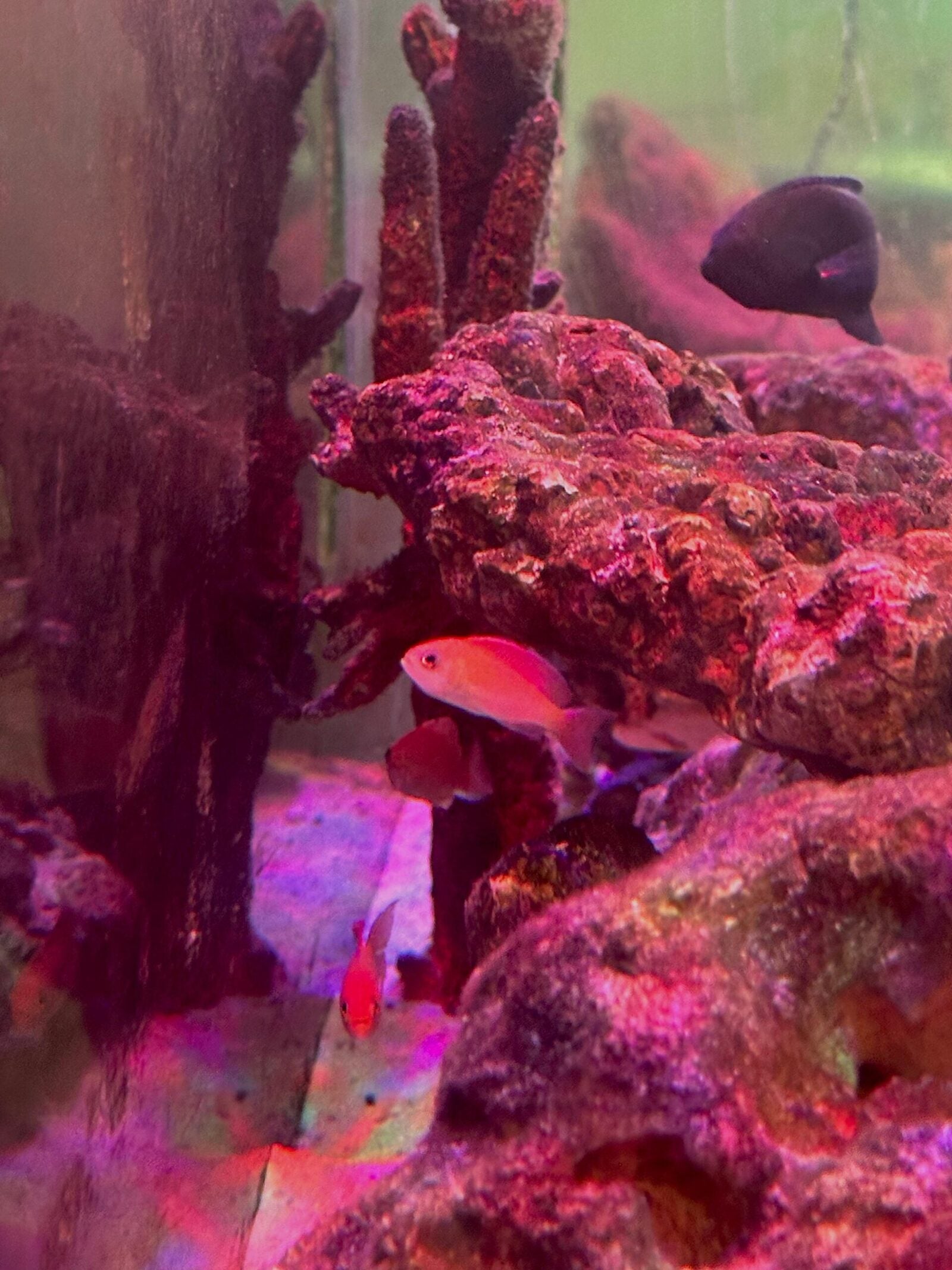 pink anthias (1)