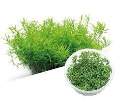 Rotala-Rotundifolia-green-TC-img1