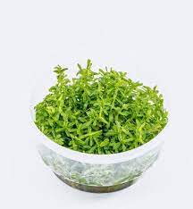 Rotala-Rotundifolia-green-TC