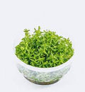 Rotala-Rotundifolia-green-TC