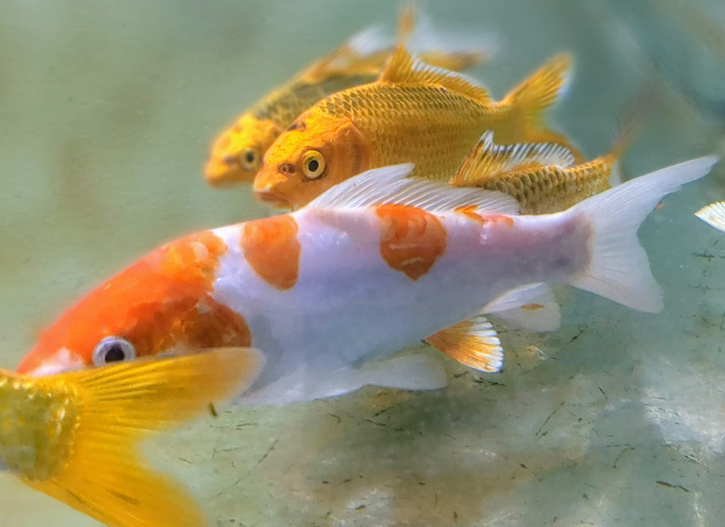 Mixed Koi Carp