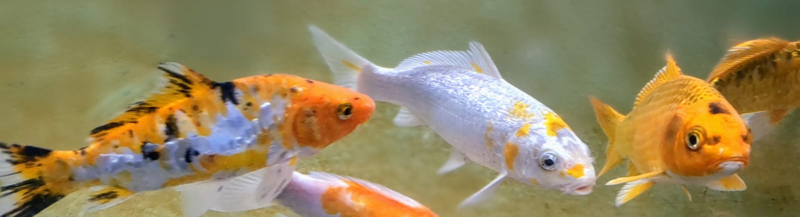 Mixed Koi Carp