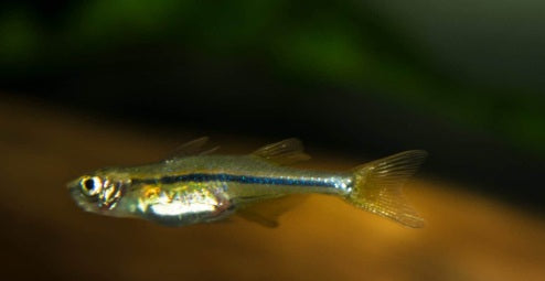 glowlight danio