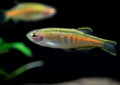 glowlight danio_main