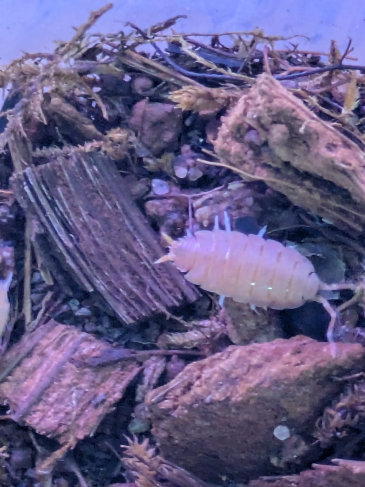 orange-isopods