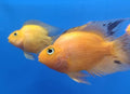 Orange-Parrot.