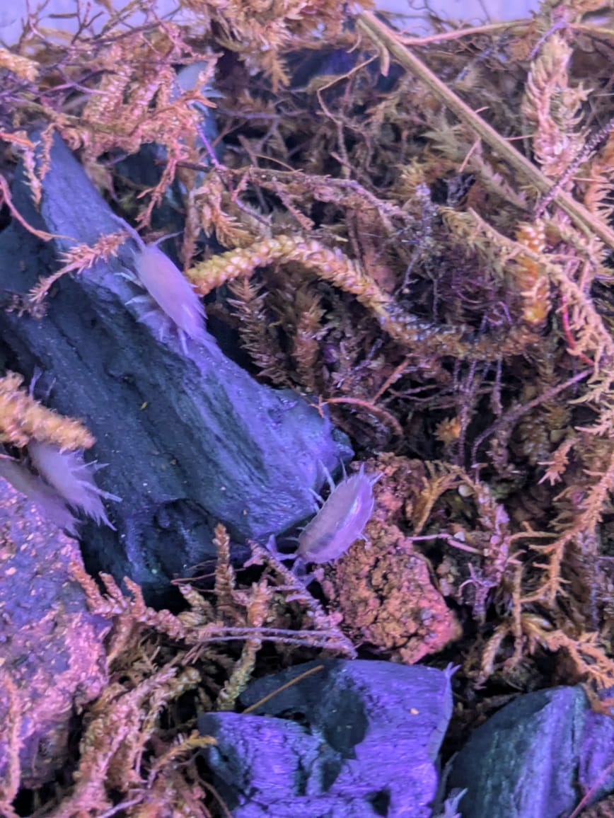 Blu eIsopods (4)