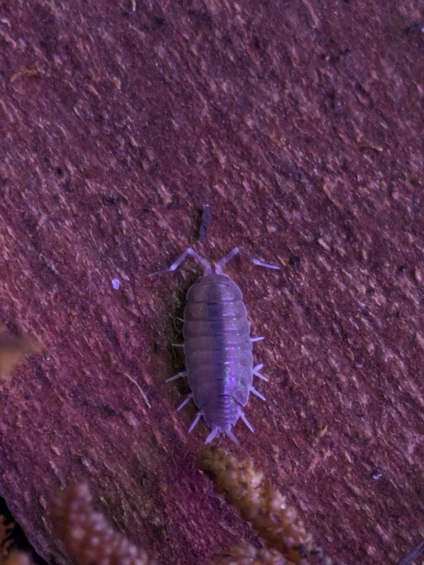 Blue Isopods (1)
