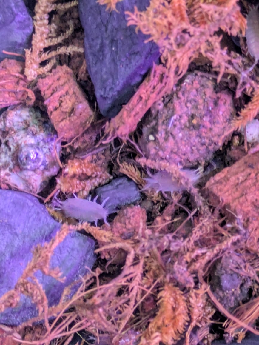 blue Isopods (3)