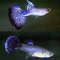 Violet Guppy