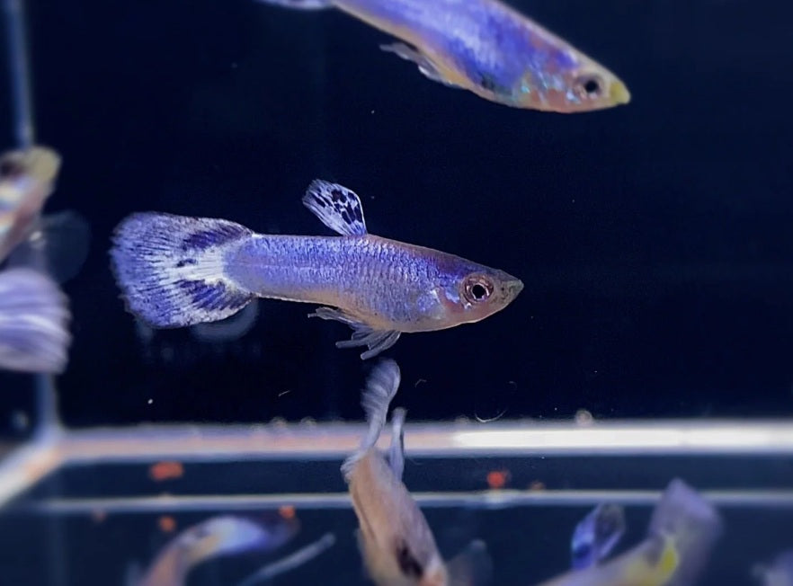 Violet Guppy1