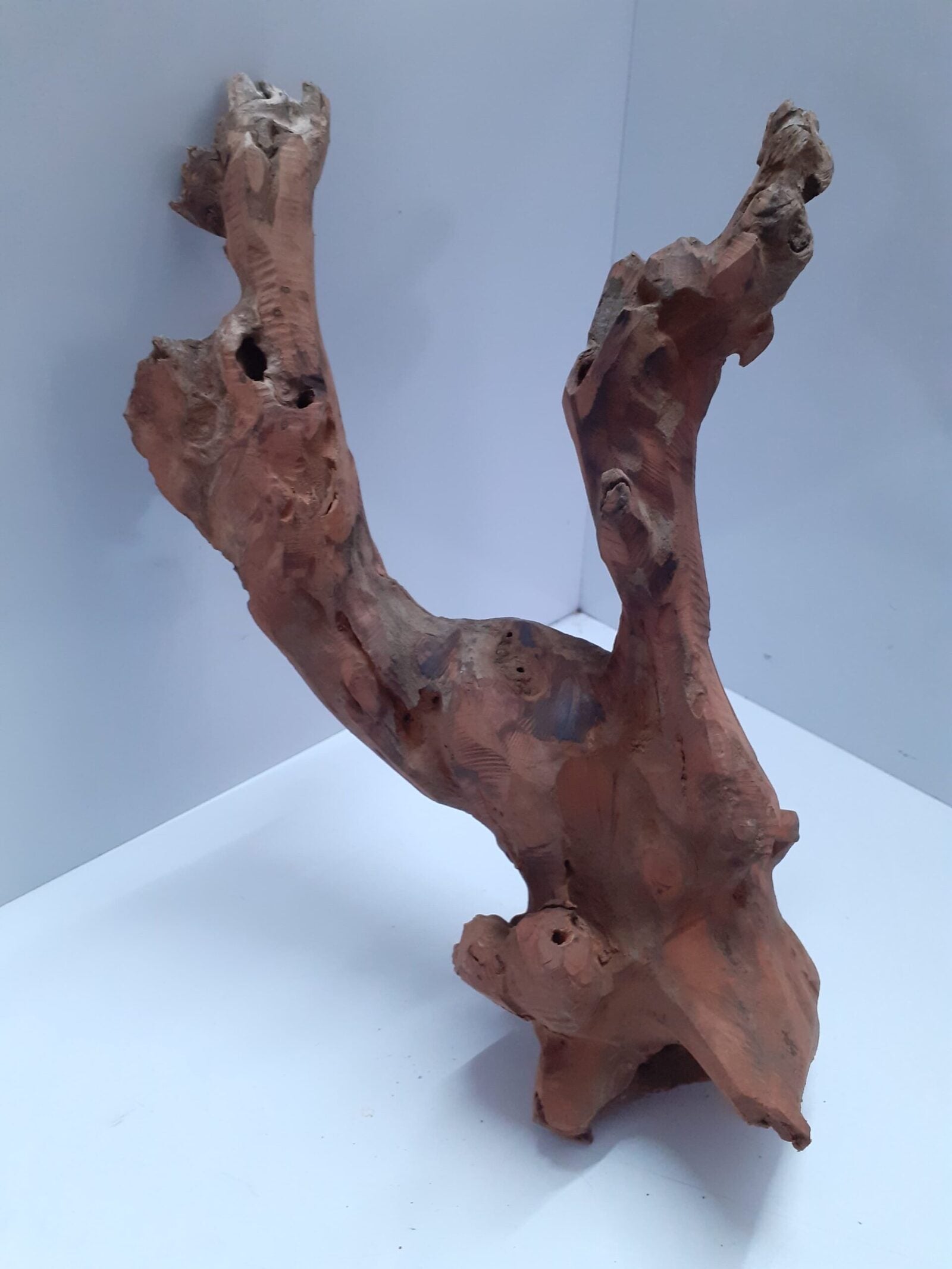 bogwood-1-scaled