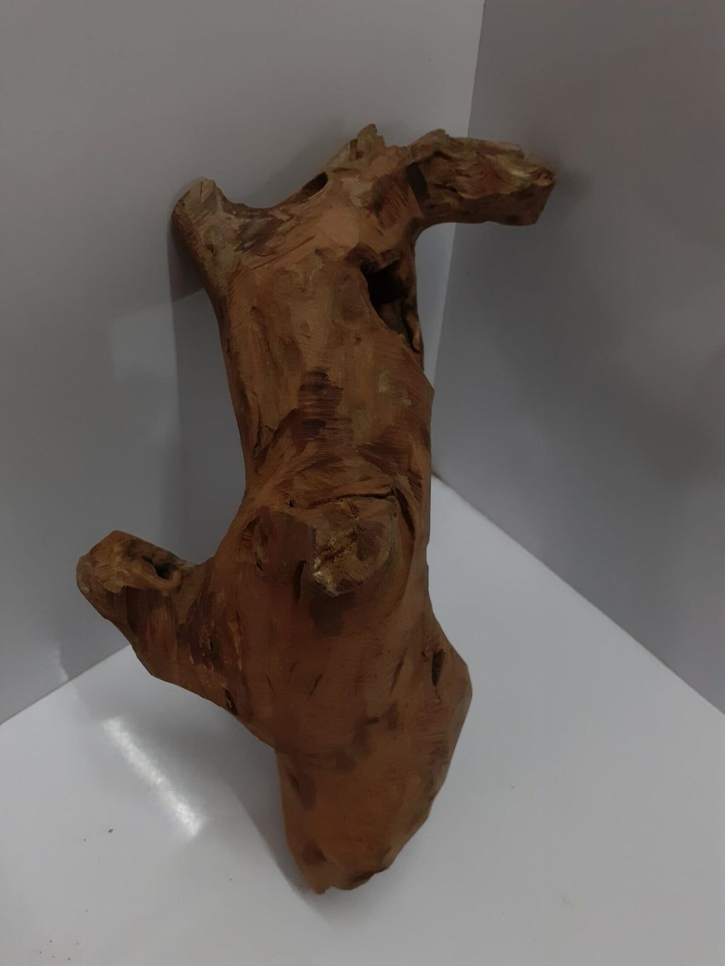 bogwood-2-scaled