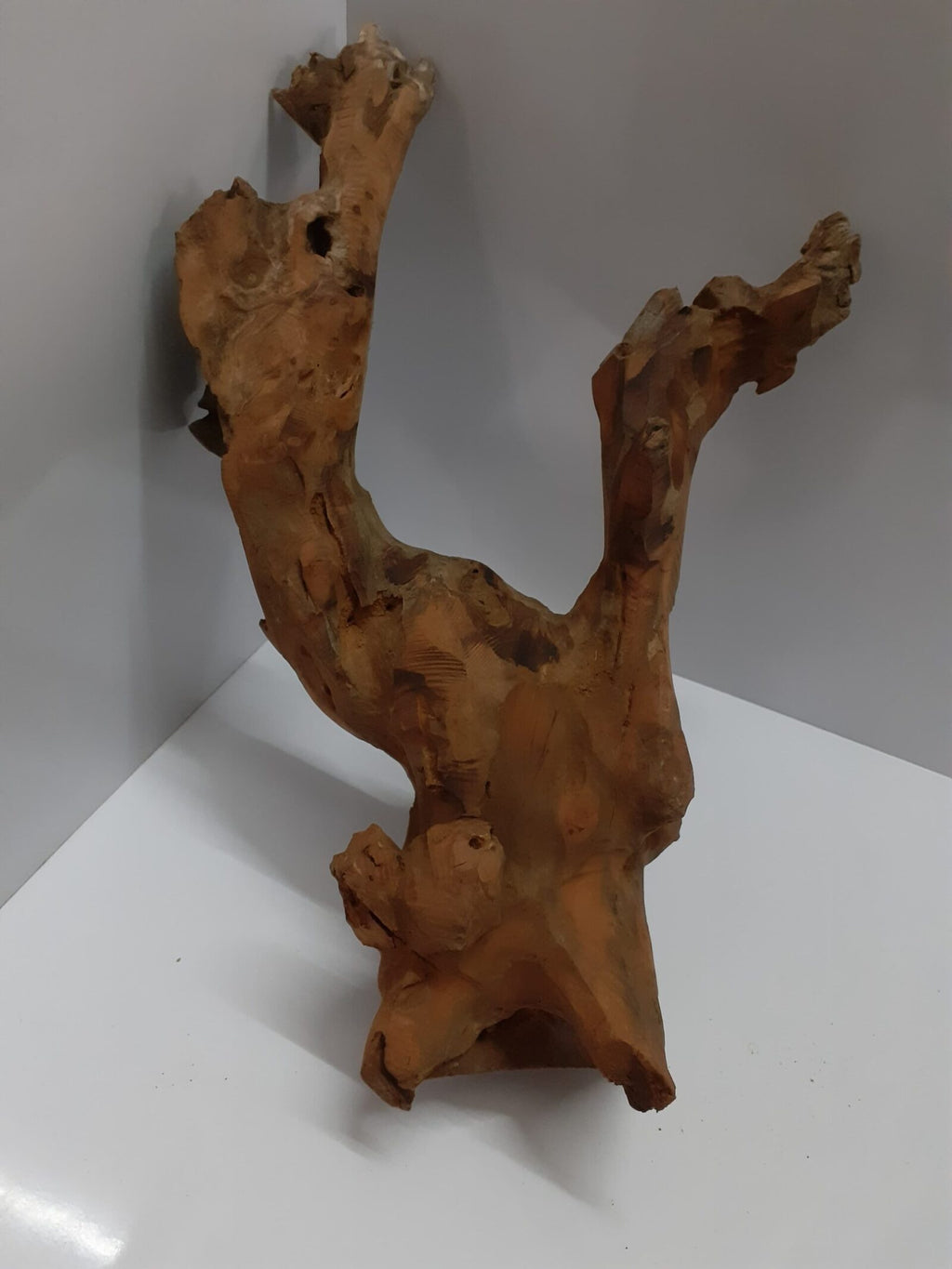 bogwood-4-scaled