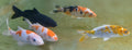 Mixed Koi Carp