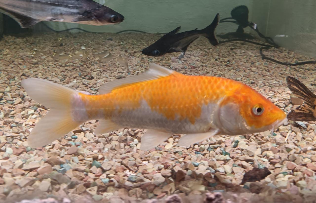 Mixed Koi Carp