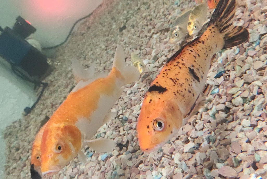 Mixed Koi Carp