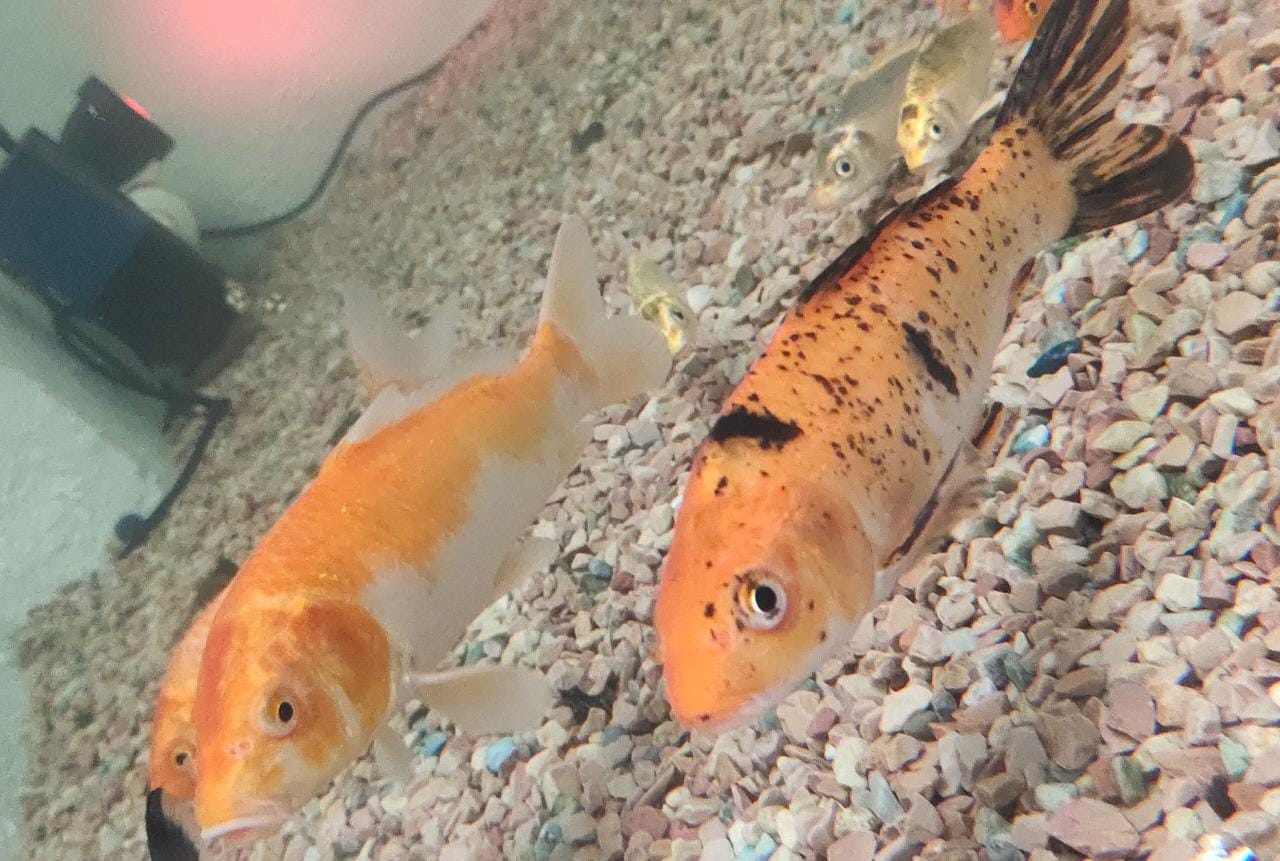 Mixed Koi Carp