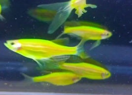 Veiltail_danio