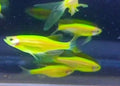 Veiltail_danio