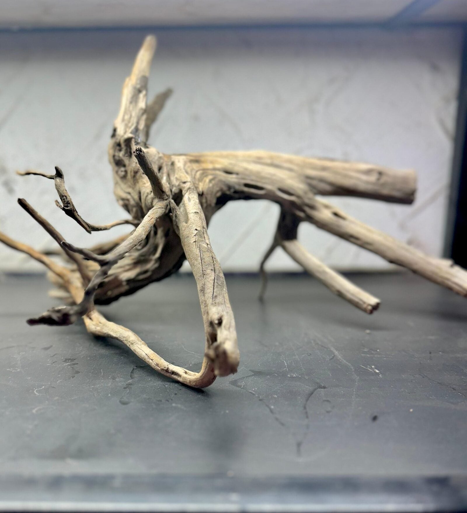 tree wood (2)
