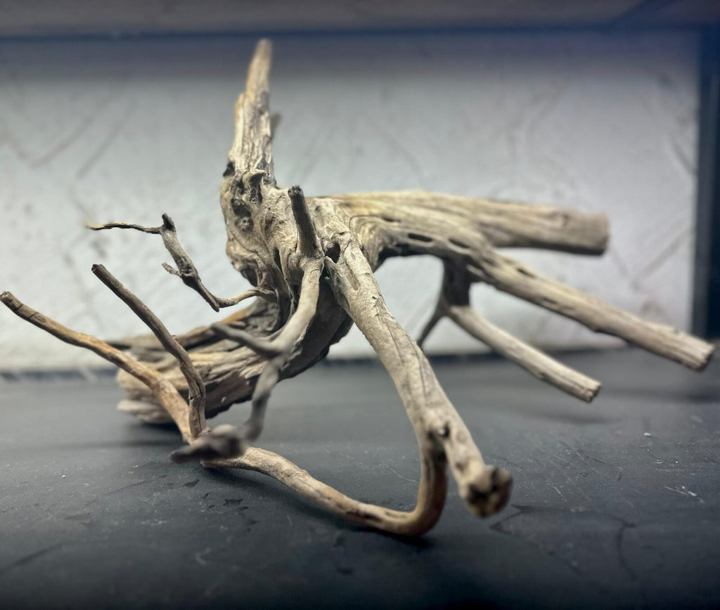 tree wood (3)