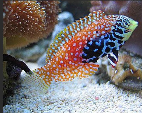 peacock_leopard
