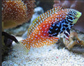 peacock_leopard