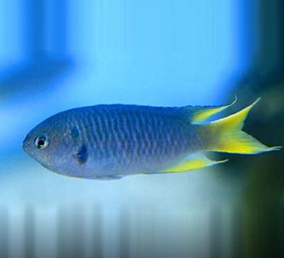 Yellowchromis