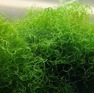 Chaetomorpha