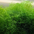 Chaetomorpha