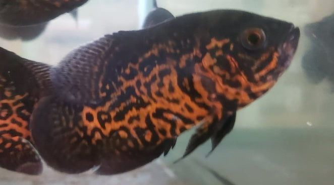 imp_tiger