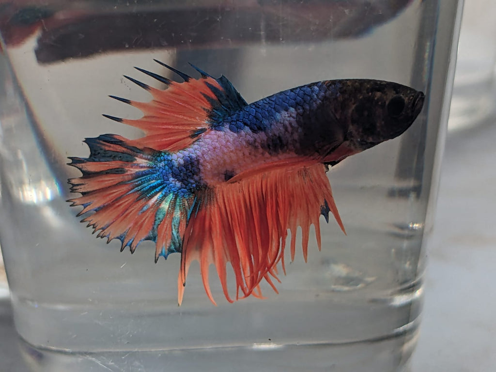 Fullmoon betta 5