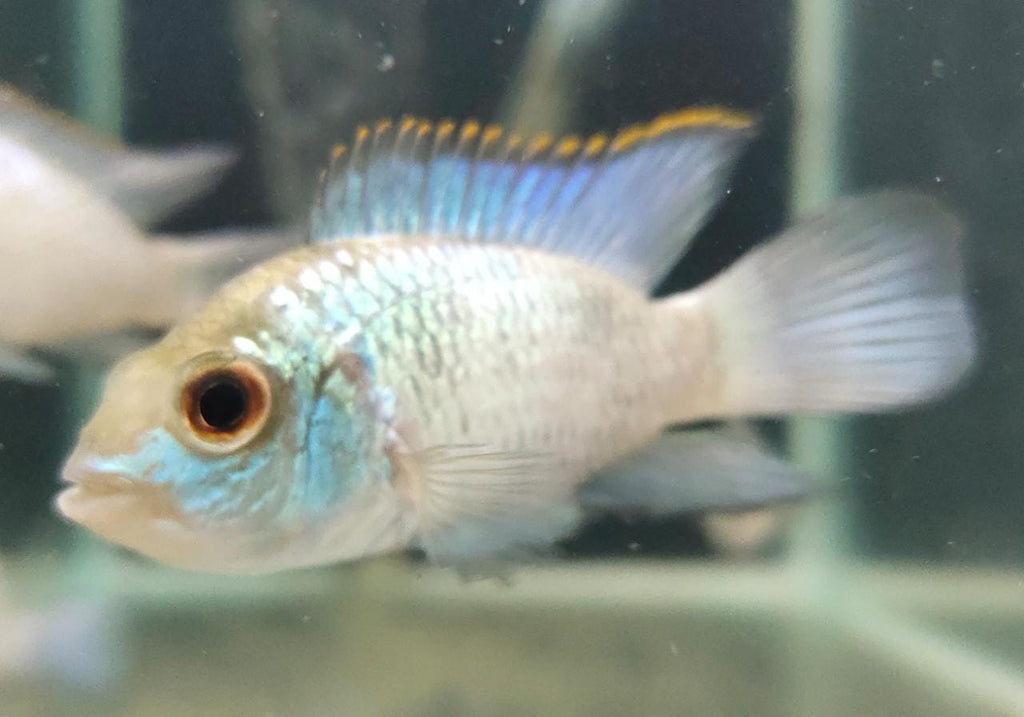Electric Blue Acara